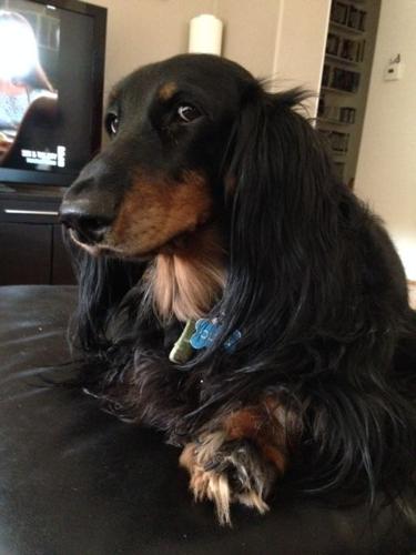 Happy National Dog Day!