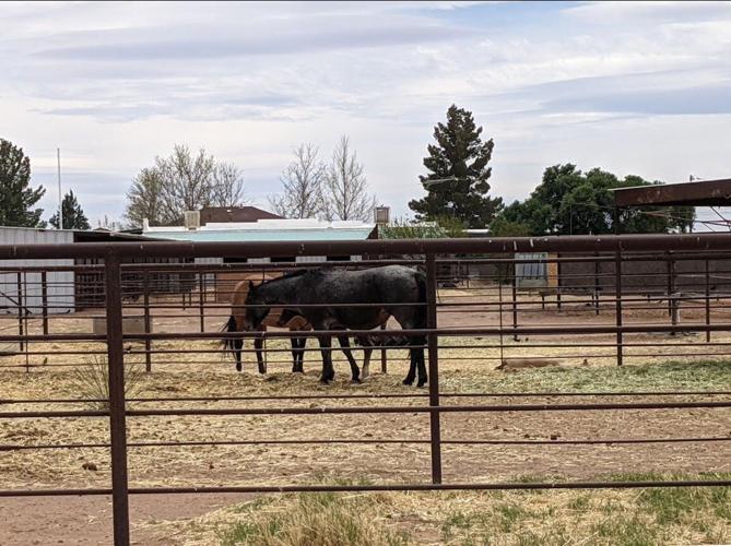 Pet breeding site in Elfrida