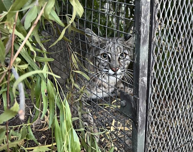 Bobcats, Tumamoc Hill, 2022