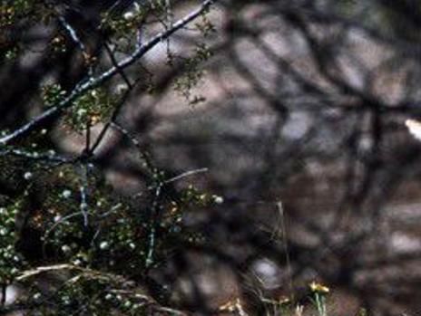 Tucson Area Varmint Roundup Is Abruptly Postponed Watchdog Tucson Com