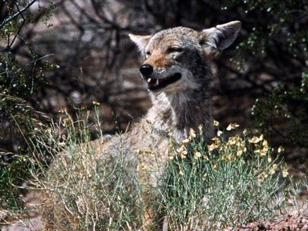 Tucson Area Varmint Roundup Is Abruptly Postponed Watchdog Tucson Com