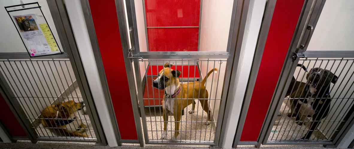 Pima Animal Care Center