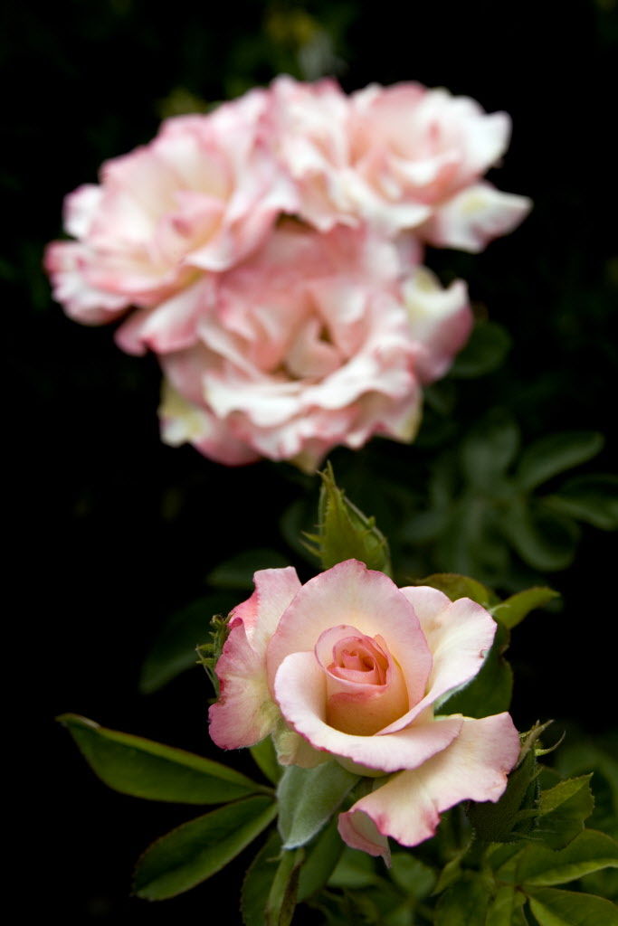 Problems getting rosebuds to open