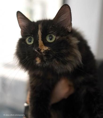 Adopt a friend: Solstice