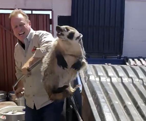 Badger "scared the pants off" Tucson restaurant staff