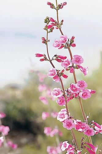 Wildflowers: Grow wild grow free  