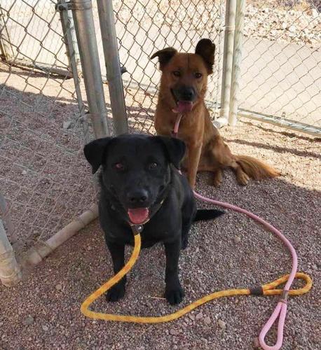 Adopt a friend: Oscarito and Matilda