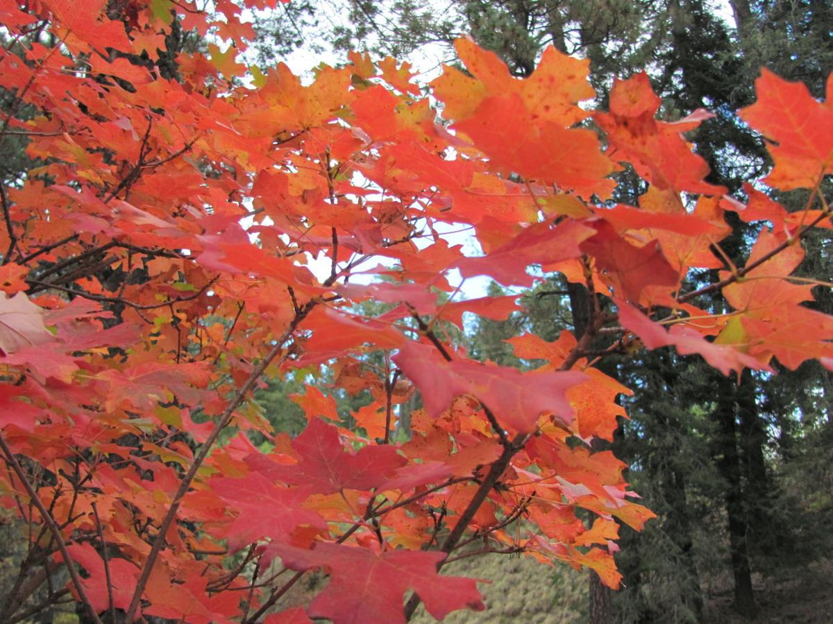 Autumn in the Catalina Mountains