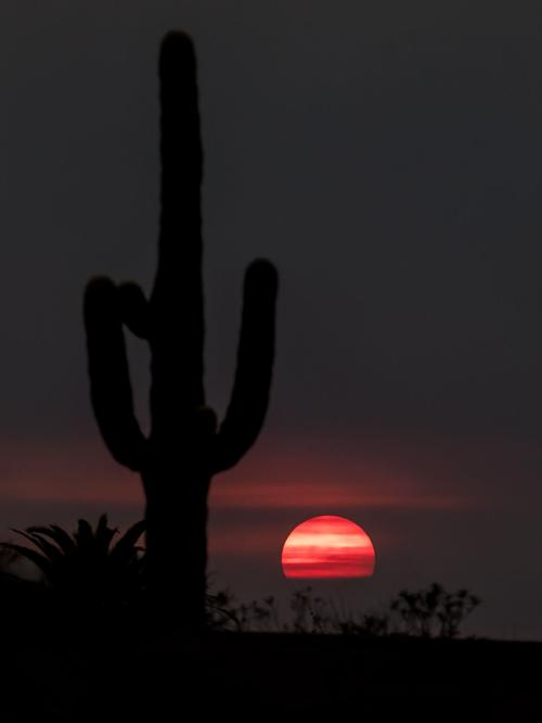 Red Sunset, Tucson, Apple Fire