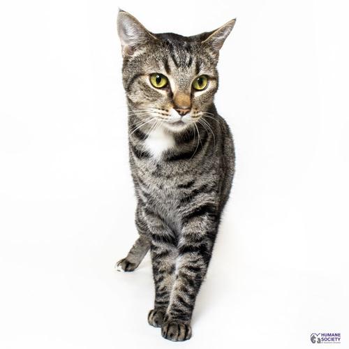Adopt a friend: Wilbur