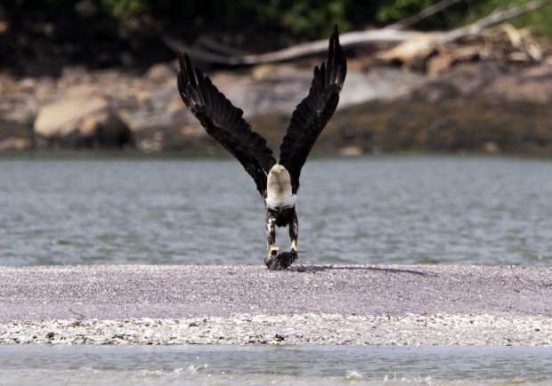 Bald Eagle
