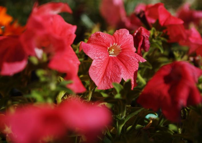 Sundrea Landscape Center