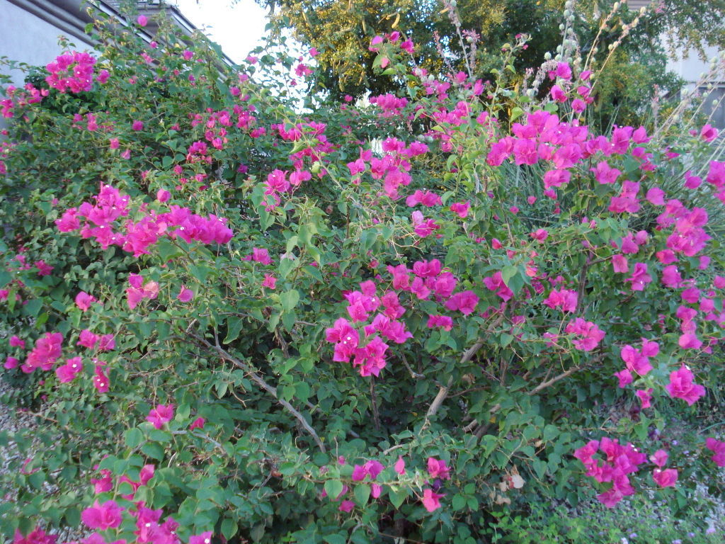 All the Flowers Dropped Off My Bougainvilleas