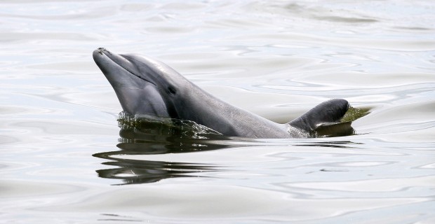 Wildlife starting to cluster in cleaner, shallower water   