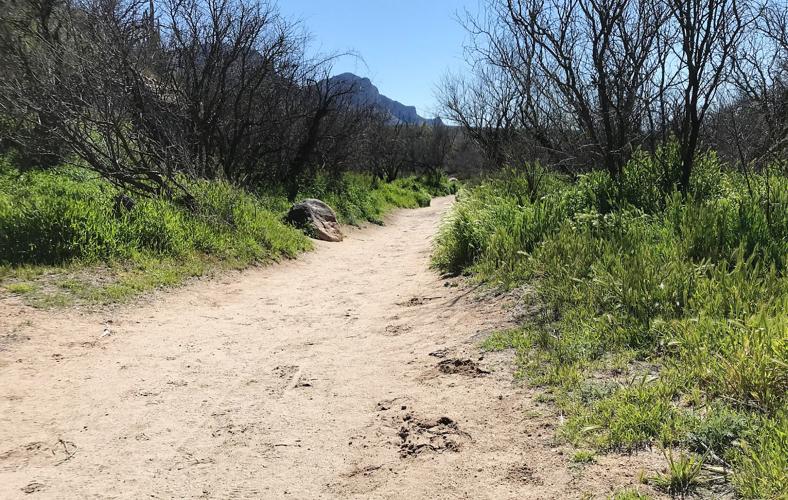 Sandy trail