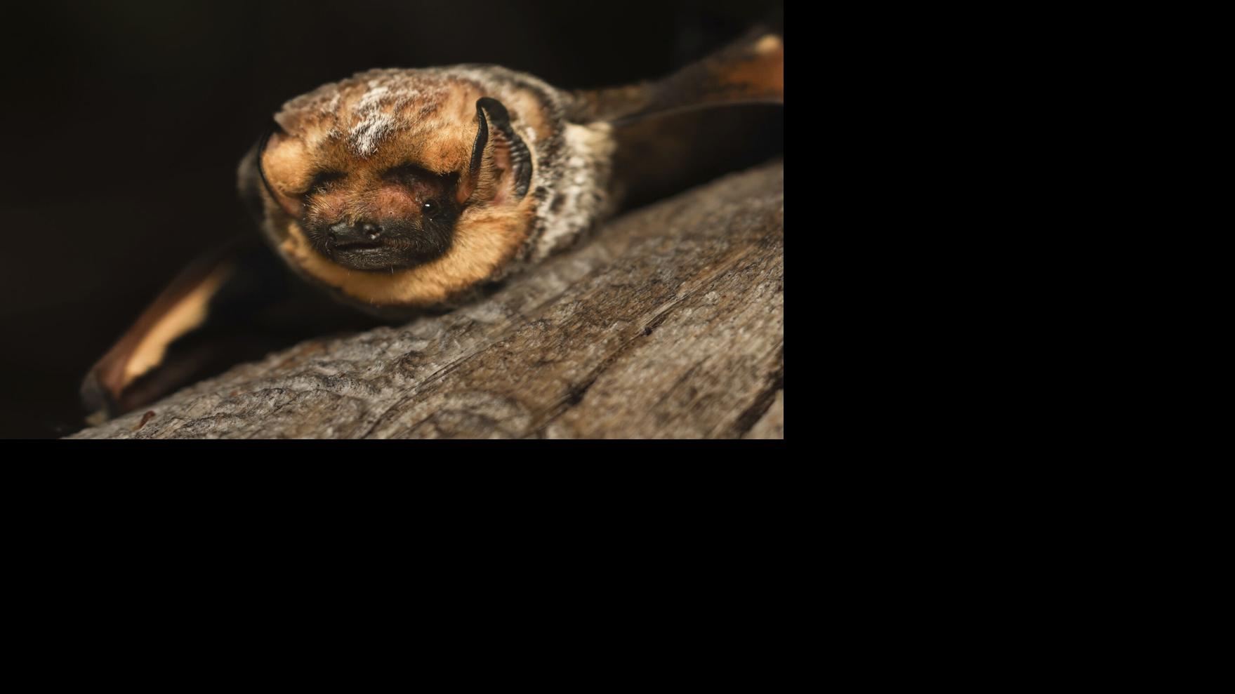 Hoary Potter wins bat beauty contest