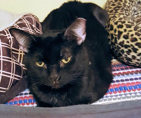 Adopt a friend: Prince