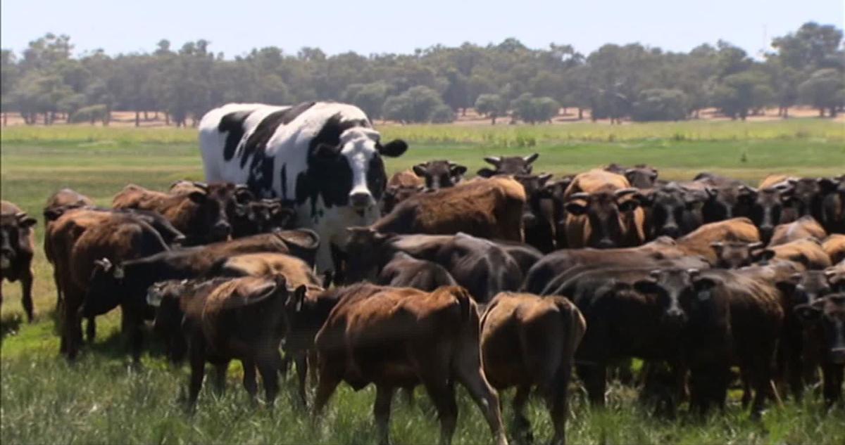 Holy cow! Enormous steer towers over Australian herd