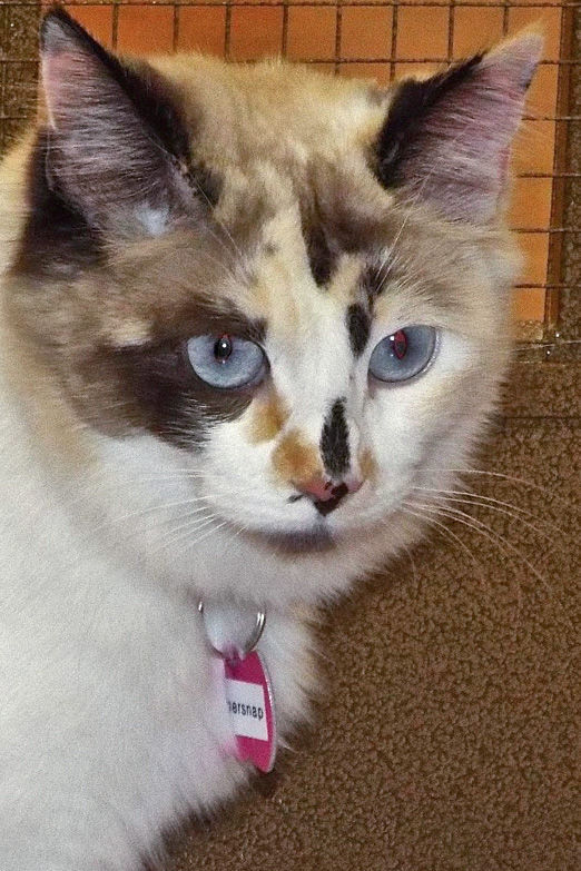 Adopt A Friend: Gingersnap