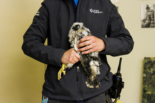 Elementary students learn about peregrine falcons up close
