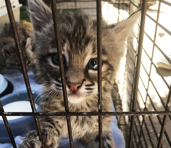 Bobcat kitten