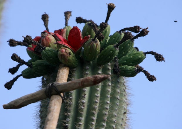 Saguaro harvesting