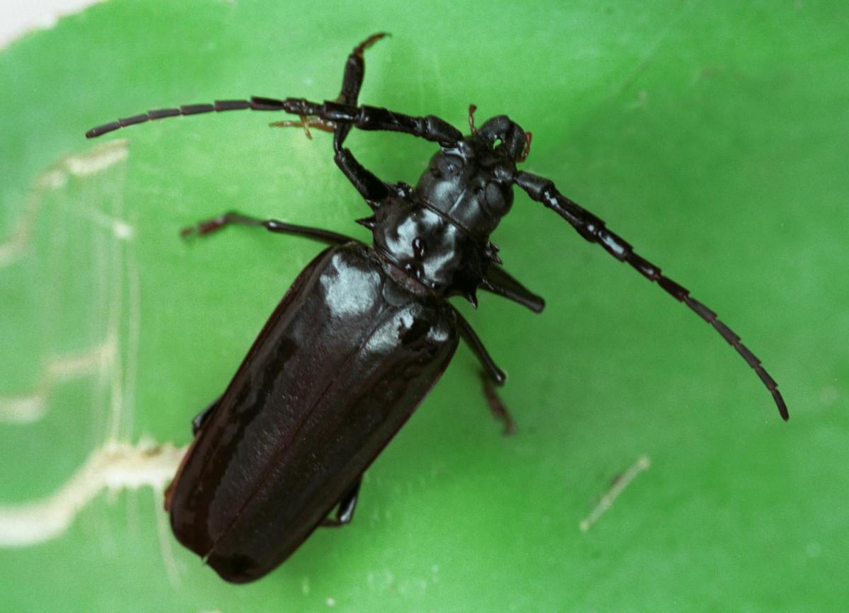 In Tucson, rainy summer has been a bug lover's dream ...