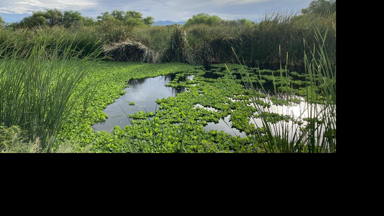 Sweetwater Wetlands Park | | tucson.com