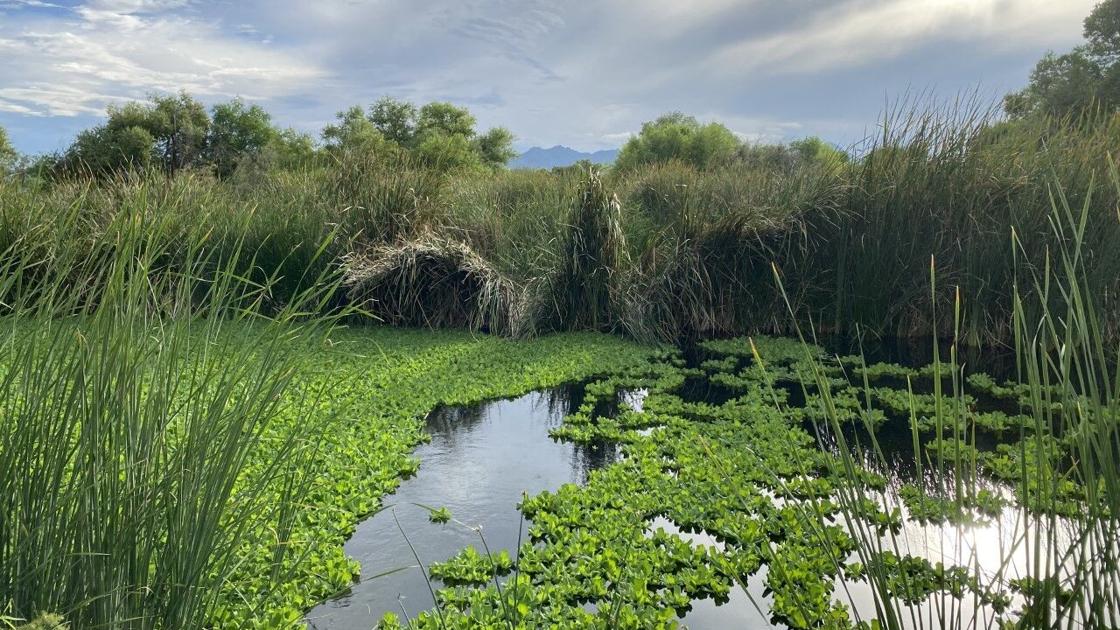Sweetwater Wetlands Park | | tucson.com