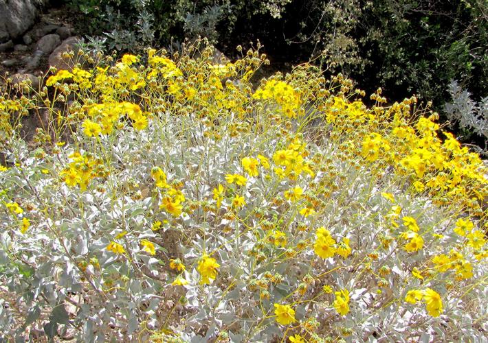 Brittlebush in bloom