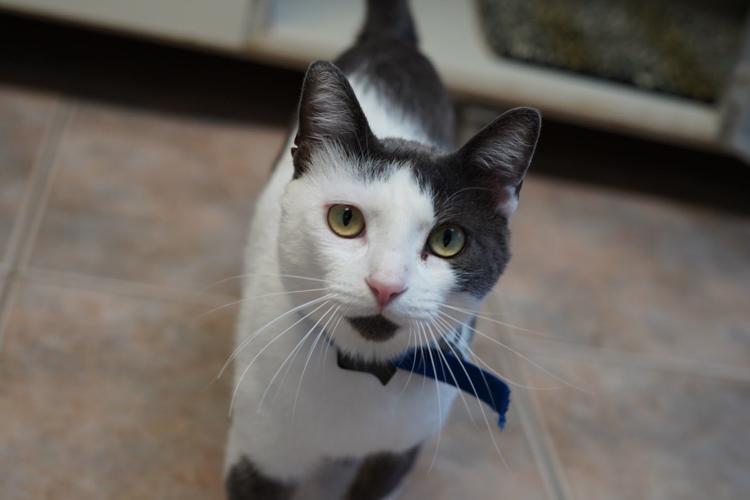 Adopt a friend: Cecil