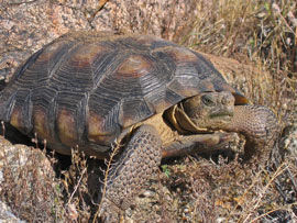 Desert tortoise