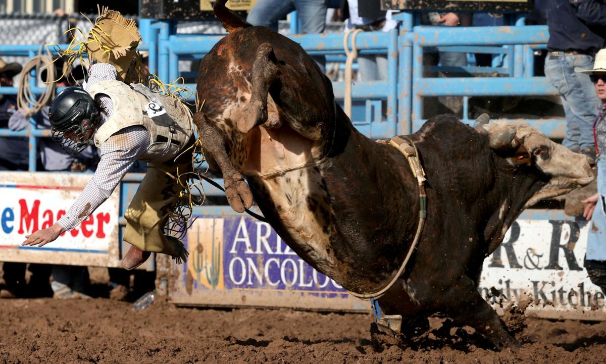 A pen holds bulls and cattle for Arizona black rodeo events stock