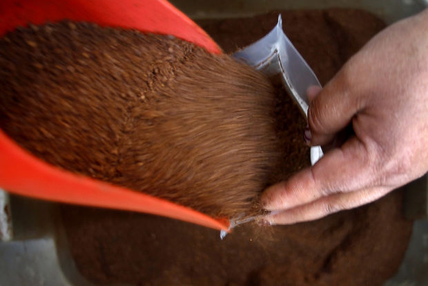 Mexico coffee co-op, with border operations, helping ease immigration pressures    