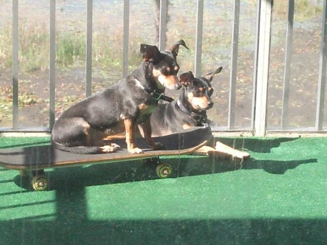 Happy National Dog Day!