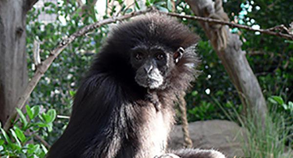 Moms, a gibbon at ֱ’s Reid Park Zoo, euthanized; ostrich dies