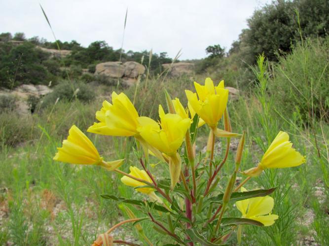 Blooms in a lush landscape