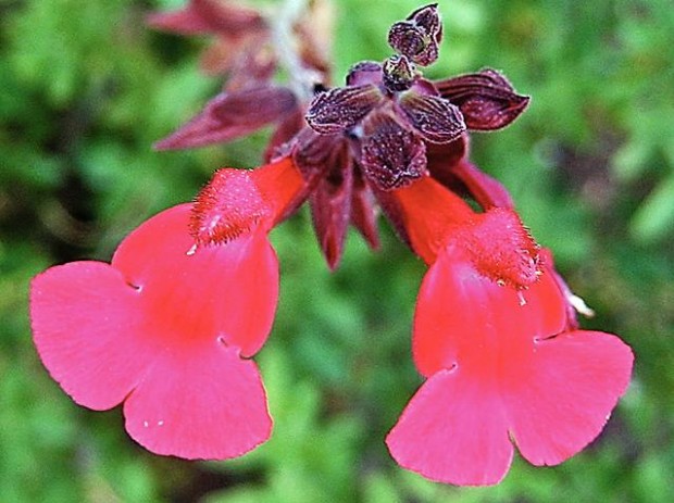 Cat photography: The eyes have it  