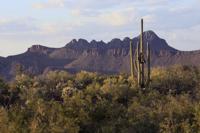 Saguaro National Park