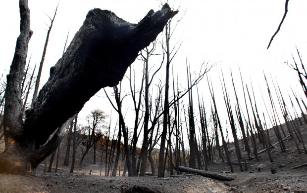 After the fire at Chiricahua National Monument