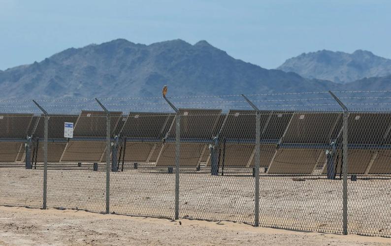 Arizona solar farm becomes haven for burrowing owls