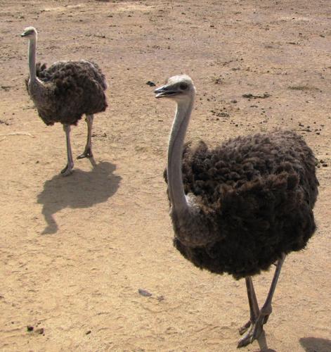 Birding_4.JPG
