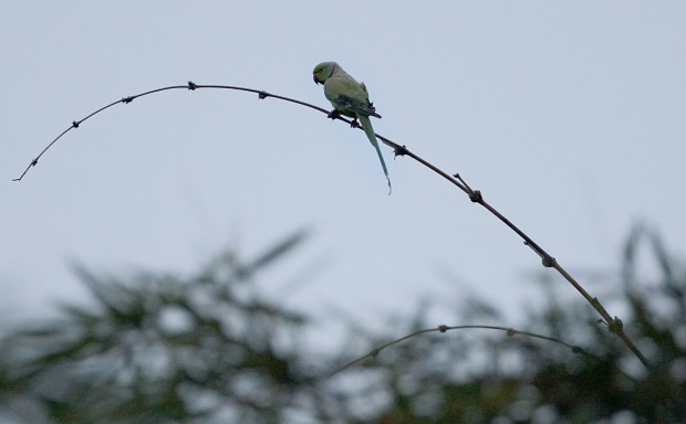 Invasive parrot doomed under Seychelles kill plan    