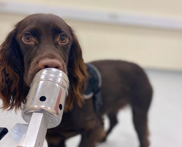 Dogs smell stress