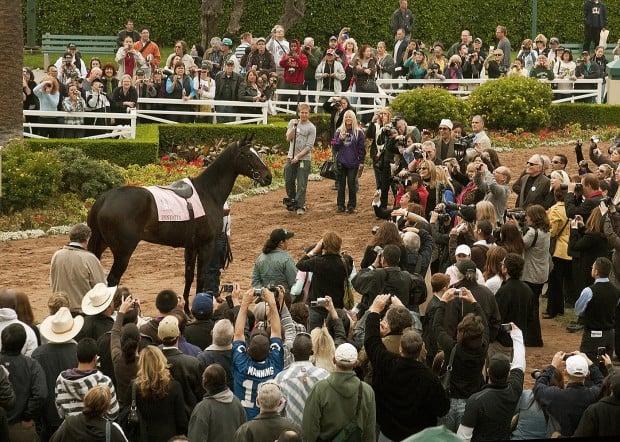 Zenyatta strolls into sunset as breeding career awaits   