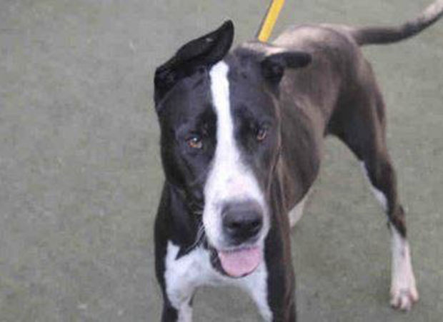 Pima Animal Care Center adoptions