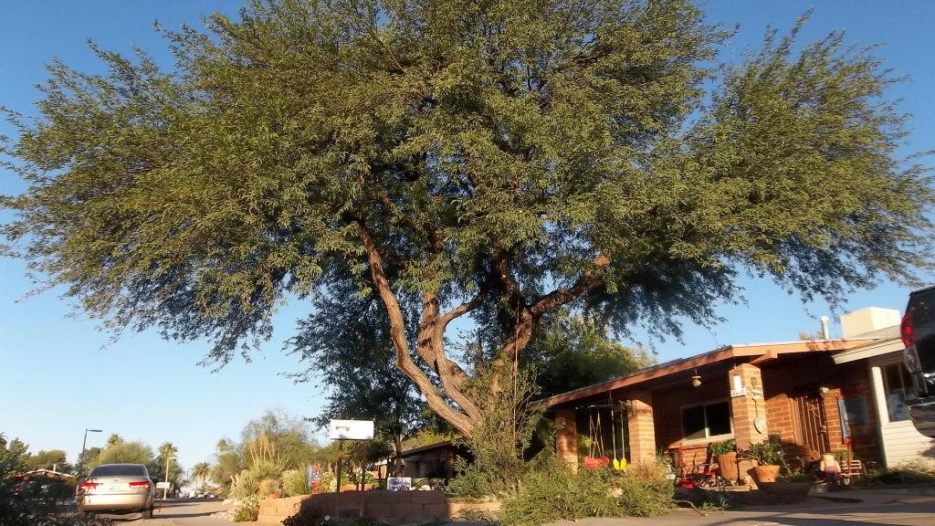 Mesquite | | tucson.com
