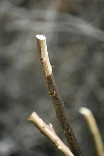 Be patient with trees   