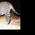 Jaguar seen twice in Southern Arizona's Huachuca Mountains - Vimarsana News