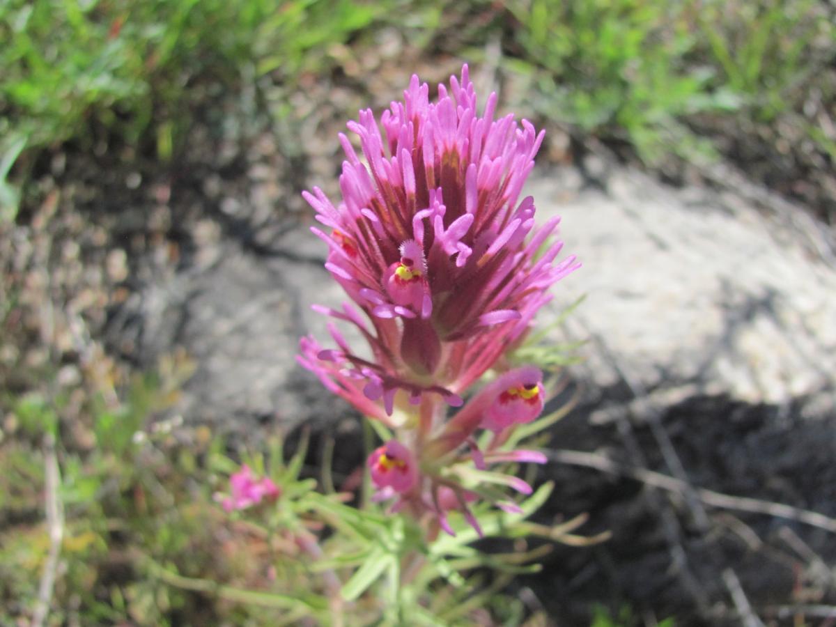 We have wildflowers while the Midwest has been in a deep freeze Local